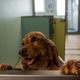 Un cocker spaniel importado ilegalmente en Reino Unido espera su reubicación en un albergue canino en mayo de 2021.